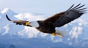 Aigle2