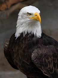 Aigle3