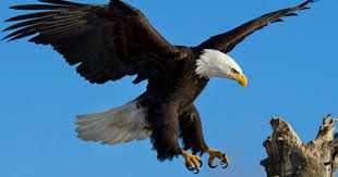 Aigle4
